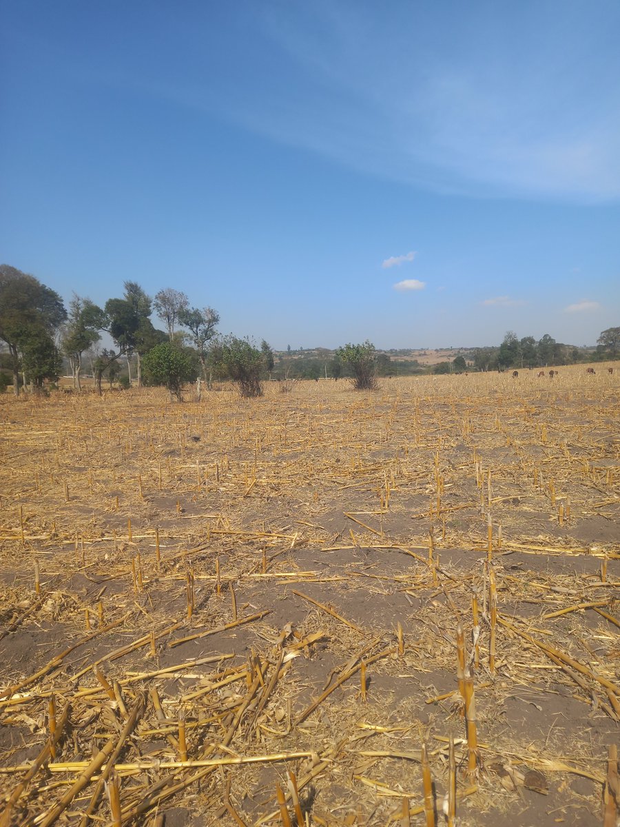 ASuruni's tweet photo. Kenya Met . Wako na wiki moja ☝️sasa watuambie hiyo Elnino waliona wapi....., we can't  be dealing with quacks in every field.... https://t.co/YRfVxl1vhy