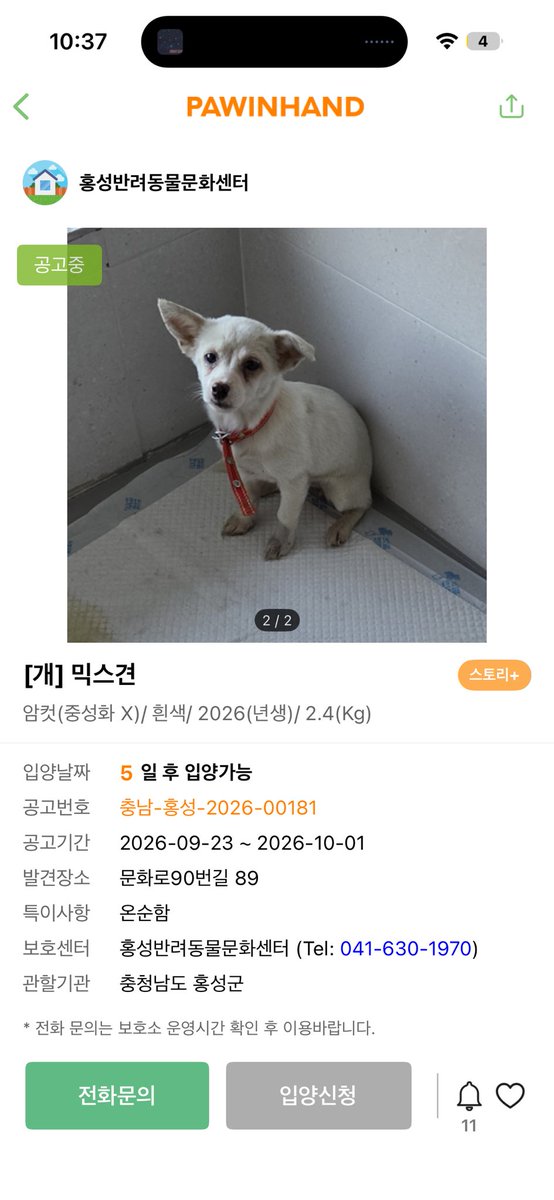 findmypaw's tweet photo. 5일후 입양가능이지만 먼저 연락해서 입양 예약도 가능할 거예요
실외에서 묶어 기르던 아이 같아요. 여자애를요
2.4키로의 너무 작은 퍼피 같은데… 안전한 곳에서 가족으로 사랑받으며 살게해주세요

충남 홍성보호소
041-630-1970 https://t.co/MVO0tBoPDv