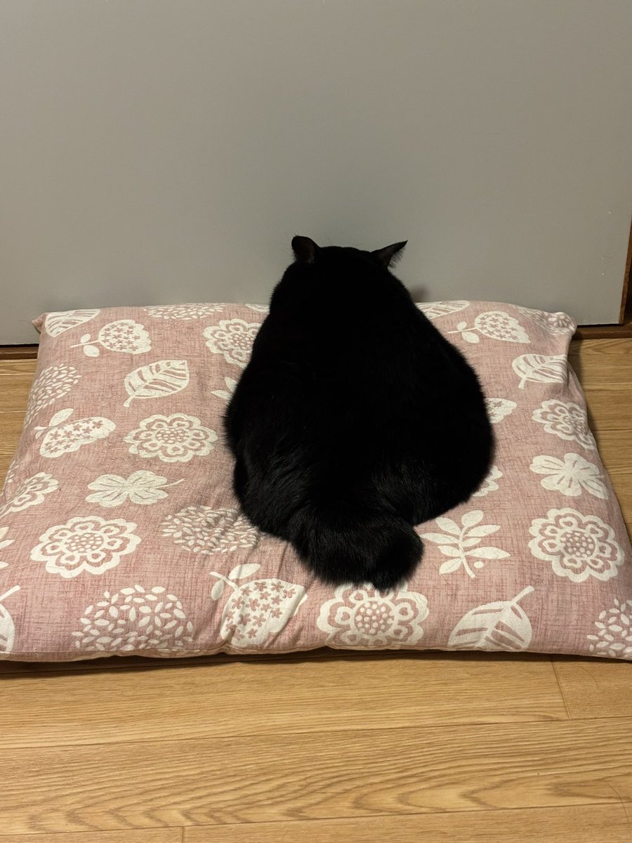 kuro_asari5bee's tweet photo. ニンゲンが勉強してるせいで全然構わなかったからこれ。

え～～～ふて寝してる～～～😭😭
可愛い～～～～😭😭😭 https://t.co/W5Zx94tj61