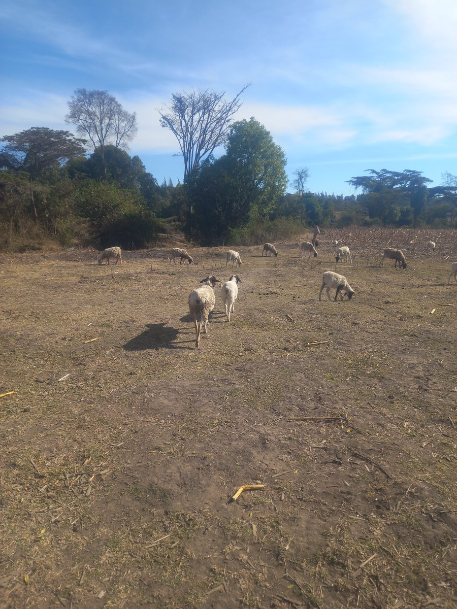 ASuruni's tweet photo. Kenya Met . Wako na wiki moja ☝️sasa watuambie hiyo Elnino waliona wapi....., we can't  be dealing with quacks in every field.... https://t.co/YRfVxl1vhy