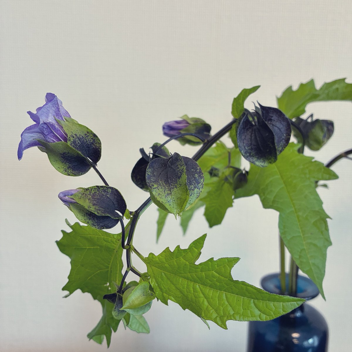 Ranunculus_2222's tweet photo. 黒ほおずき

最近お気に入りの花屋さん
隣の県まで仕入れに行ってるらしく
手に入りにくい花が多くて嬉しい https://t.co/q6V0mZnG0p