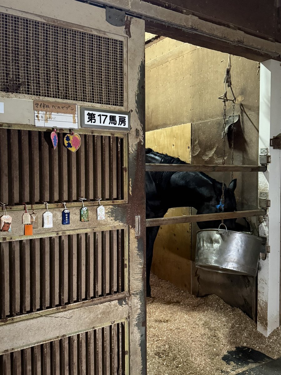 RKCryuTAKAHASHI's tweet photo. 国内最高齢の現役競走馬
マイネルバルビゾンの引退レース
全国各地からファンが駆けつけた
ファンの想いに感動した
馬主さんの想いにウルッと来た
調教師の安堵に目頭が熱くなった
バル爺本当にお疲れ様。
特集は10/16放送📺
YouTubeにも公開予定です。
#マイネルバルビゾン 
#バル爺 
#高知けいば https://t.co/lEOxFFHCzI