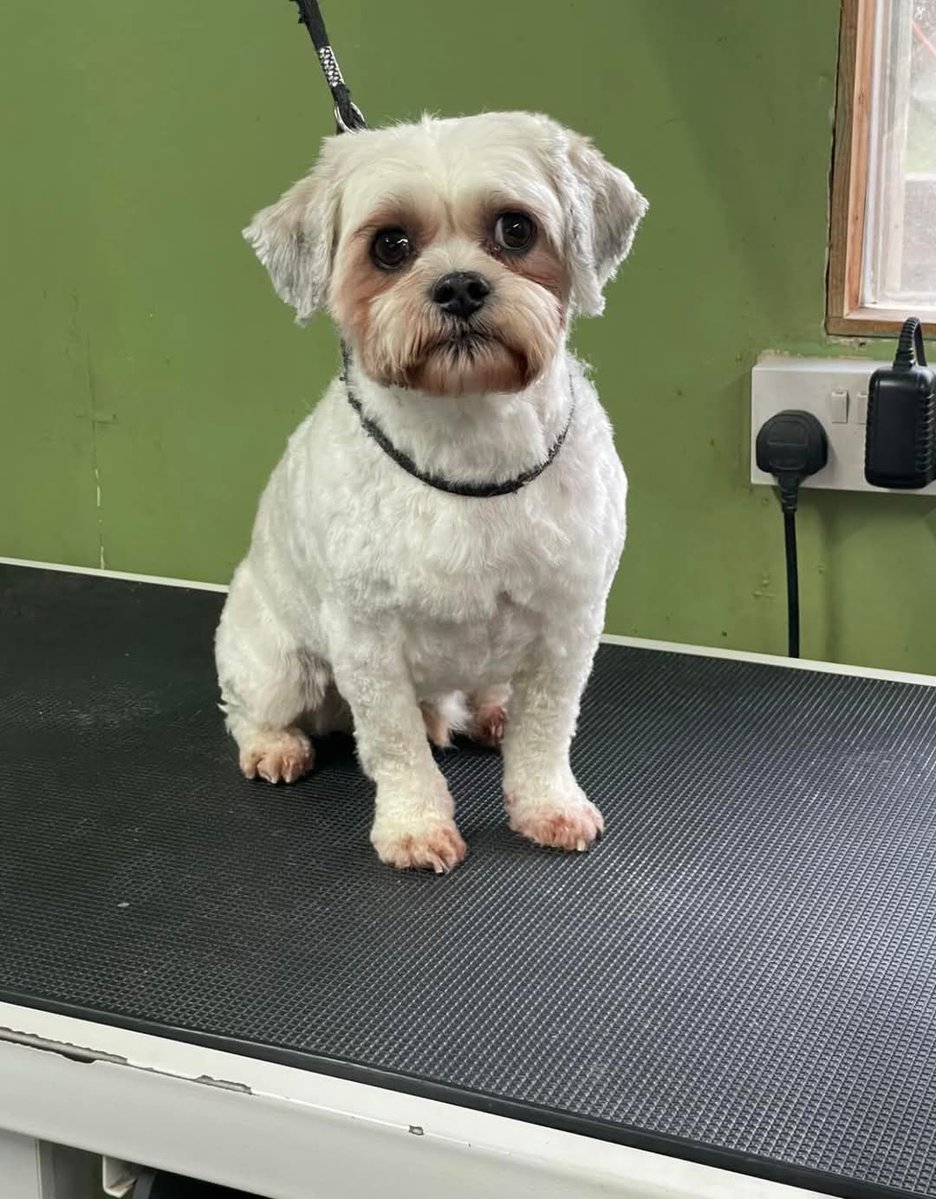 MissingPetsGB's tweet photo. Pippin is a 8 year old shih zu who went missing from home in woodland between APLEYHEAD WOOD &amp; CLUMBER PARK near Friar Tuck cafe Babworth #DN22 Was later hit by a car on the A1 but ran off &amp; no further sightings. Neutered &amp; chipped. Any sightings/info please call #stolendoghour https://t.co/TdjyyXiuUd