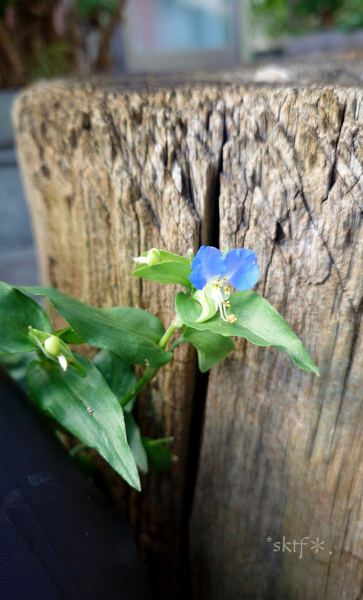 fux2's tweet photo. #ツユクサ　#Xperia1V

切り株につゆ草

青くて
癒される https://t.co/6ymiq7erT4
