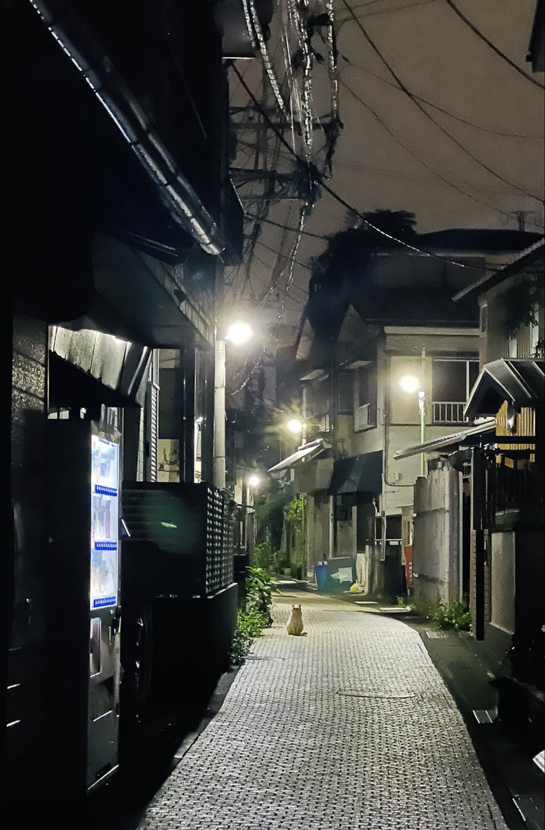 kiki_no_camera's tweet photo. The guardian of the alley. https://t.co/rhKuwX2zGf