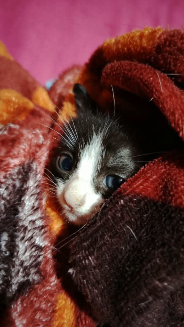 PerroUsuario's tweet photo. 04122134031 Gatito bebé en adopción, Chacao Caracas. Ya come solito https://t.co/HU9CB2mFjP