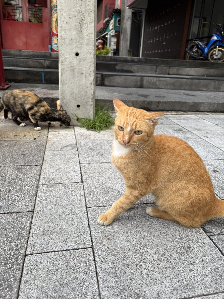 gmechiie's tweet photo. อิอ้วนน https://t.co/LJ3Lwq65ud
