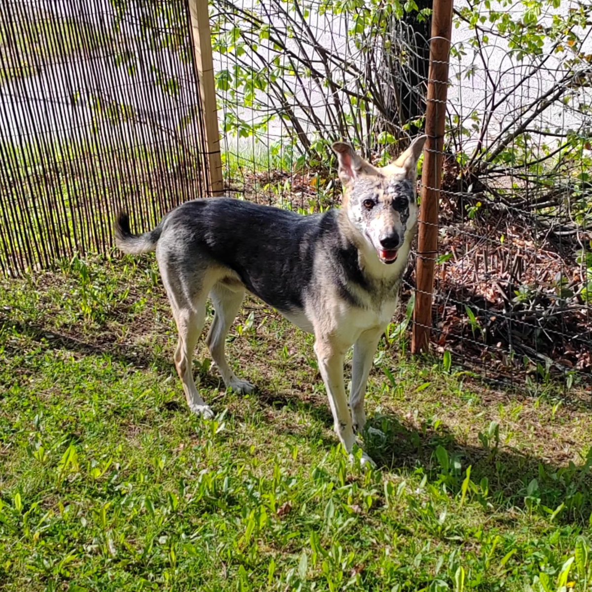 GrayceMayanlj's tweet photo. I’ve been busy keeping watch over the property and checking that the neighbors are doing well too. https://t.co/ouyyAkzbHZ