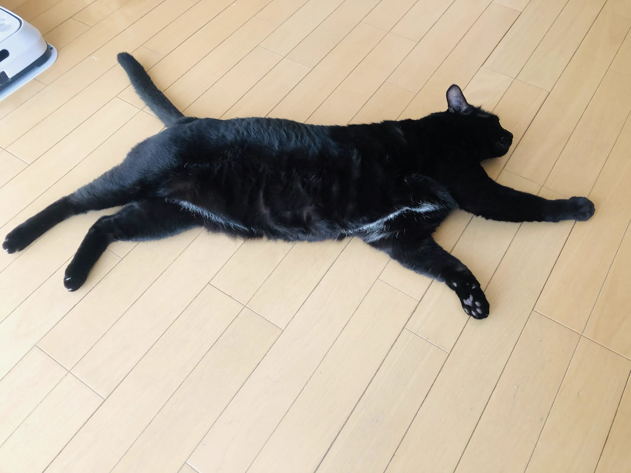 かずよん🐈‍⬛黒猫りゅう🌟10/24.25ラブリーにゃんフェスタ on X