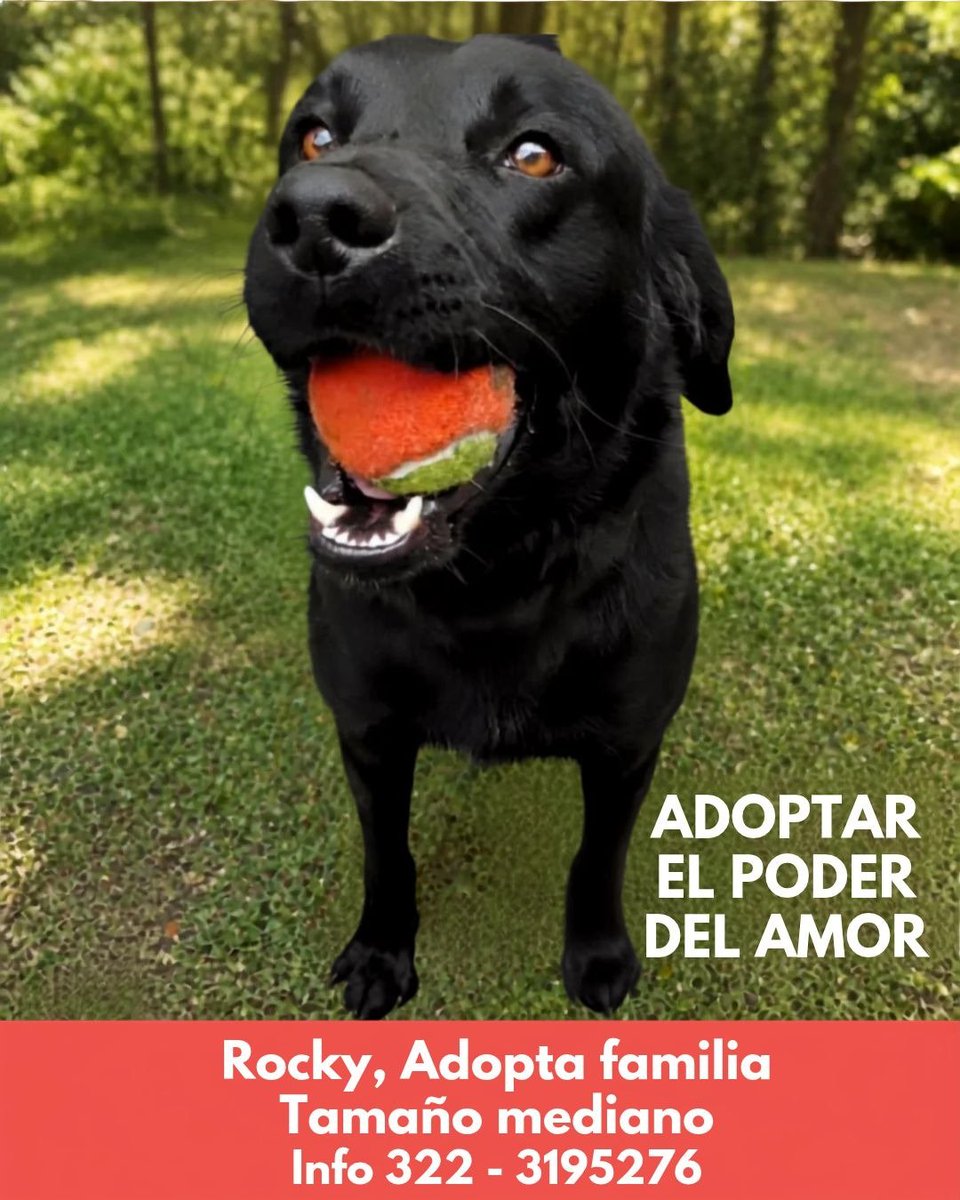gelitoazul's tweet photo. Mi gente. Buscamos hogar de vida urgente para Rocky. Es muy noble y amoroso pero nadie lo pregunta 😔. No sabemos si es porque es un perro negro o porque no se está llegando a nadie que lo quiera. Les agradezco mucho un RT y que compartan su imagen en todas las redes. https://t.co/PAIHBHhO1U