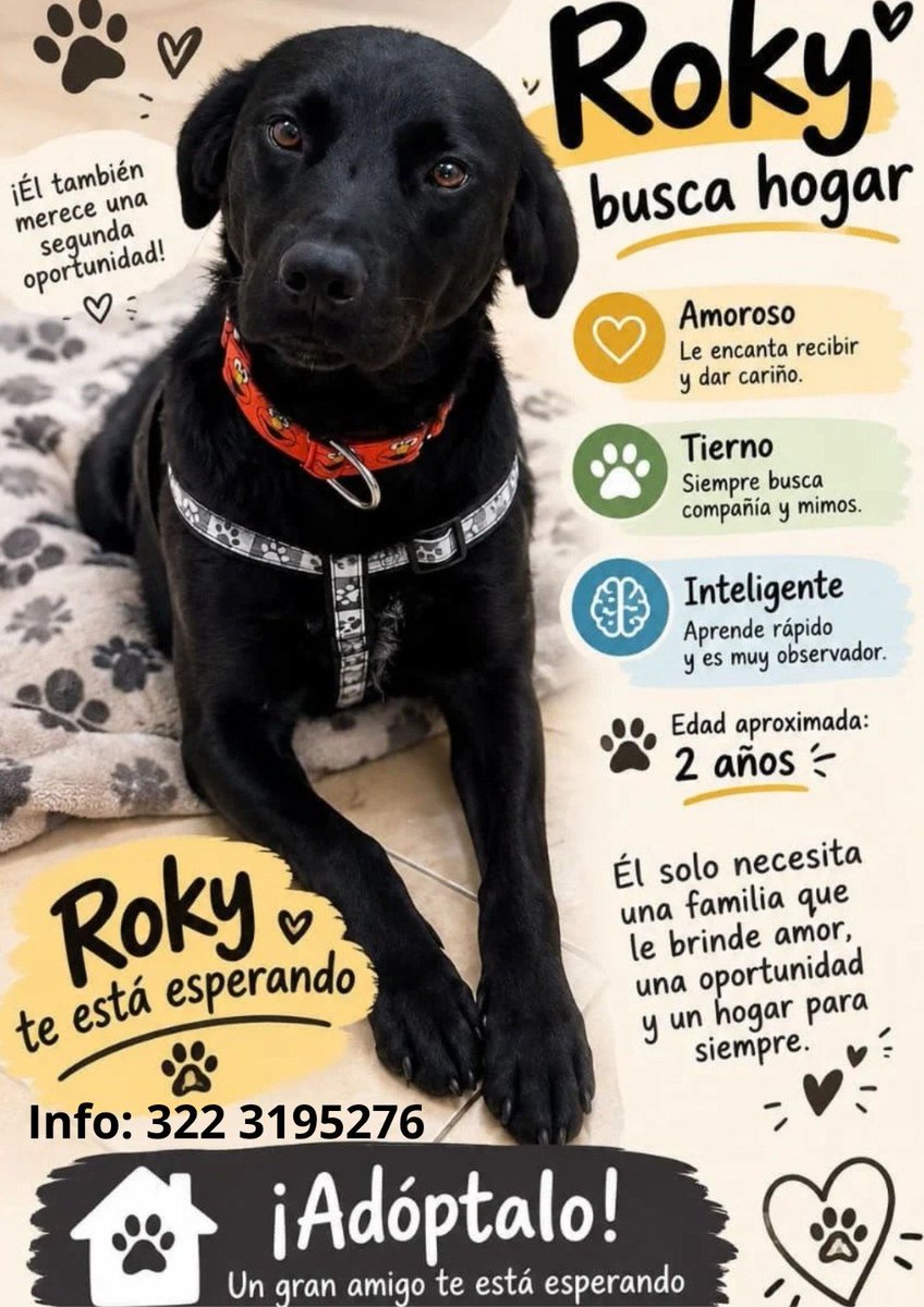gelitoazul's tweet photo. Mi gente. Buscamos hogar de vida urgente para Rocky. Es muy noble y amoroso pero nadie lo pregunta 😔. No sabemos si es porque es un perro negro o porque no se está llegando a nadie que lo quiera. Les agradezco mucho un RT y que compartan su imagen en todas las redes. https://t.co/PAIHBHhO1U