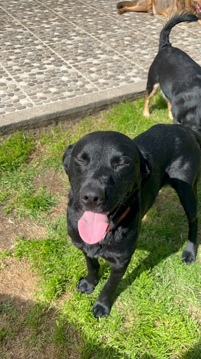 gelitoazul's tweet photo. Mi gente. Buscamos hogar de vida urgente para Rocky. Es muy noble y amoroso pero nadie lo pregunta 😔. No sabemos si es porque es un perro negro o porque no se está llegando a nadie que lo quiera. Les agradezco mucho un RT y que compartan su imagen en todas las redes. https://t.co/PAIHBHhO1U