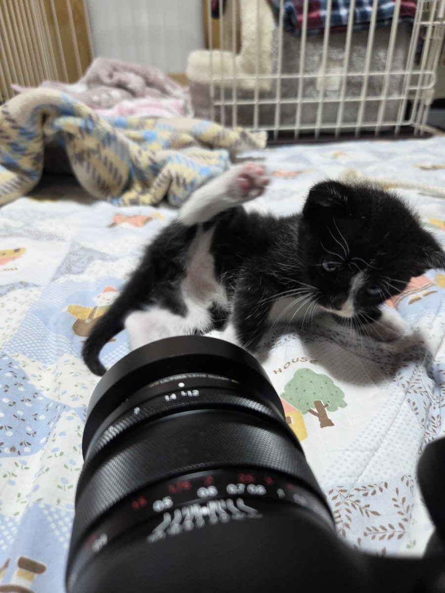 samui_05's tweet photo. 拾って帰ってから今日で1年立ちました。
よく育ってくれたなあ https://t.co/DlDUY5XlSV
