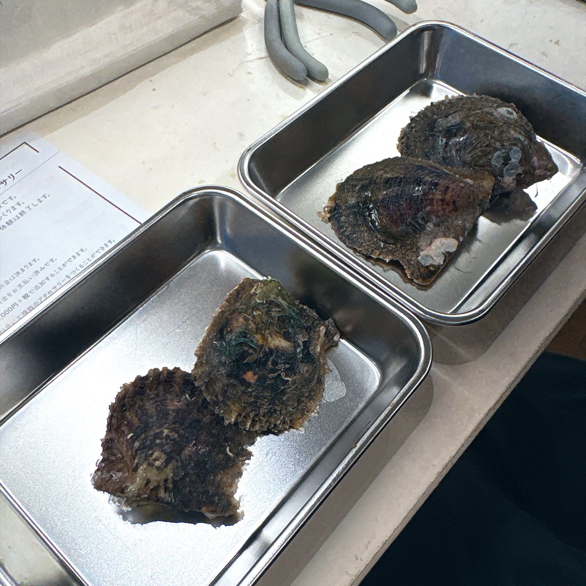 33mi3's tweet photo. 真珠取り出し体験したら、すごく綺麗な青系とグリーン系とクリーム系が出てきた☺️友人は2粒ネックレス、わたしは貫通させて持ち帰り！さて、何作ろうかなぁー🫶 https://t.co/c5Eg8WZNSU