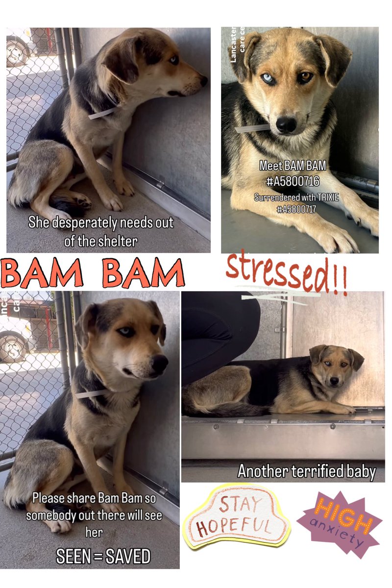 SarahjaneGille1's tweet photo. ⬇️🙏😞💦 9/27 #DOGSMENTALSTRESS #DOGSANXIETYATSHELTERS #DOGSDHUTTINGDOWN = cruelty ! I cried seeing this video - sadness 💦
CAUGHT MY EYE 👁️ Why SADNESS 😞 HELP NOW ~ ‼️WATCH VIDEO ~ GORGEOUS ~ 3 Slides ~ FOSTER get her OUT TRIXIE came in with Bam Bam
https://t.co/kUqNVRpD38
Meet BAM BAM 🆔 #A5800716 Female 2yrs old #GermanShepherd She is available @AnimaLancaster #california Entered 9/13
#REPOST 🟰 #SAVING
All dogs need to be seen noticed viewed liked attention promoted #SHARE Hopefully gets a NEW 📸!
Contact:
5210 West Avenue I
Lancaster, CA 93536
(661) 940-4191
acclancaster@animalcare.lacounty.gov
@mapleveewesem @SabaMekaZeus @LilaFlw @Iza_2021 @Timber_MT @RLA_1976 @itsadogslifersq @SueGillmeister @MarjonQ17isBACK @Rachian14148371