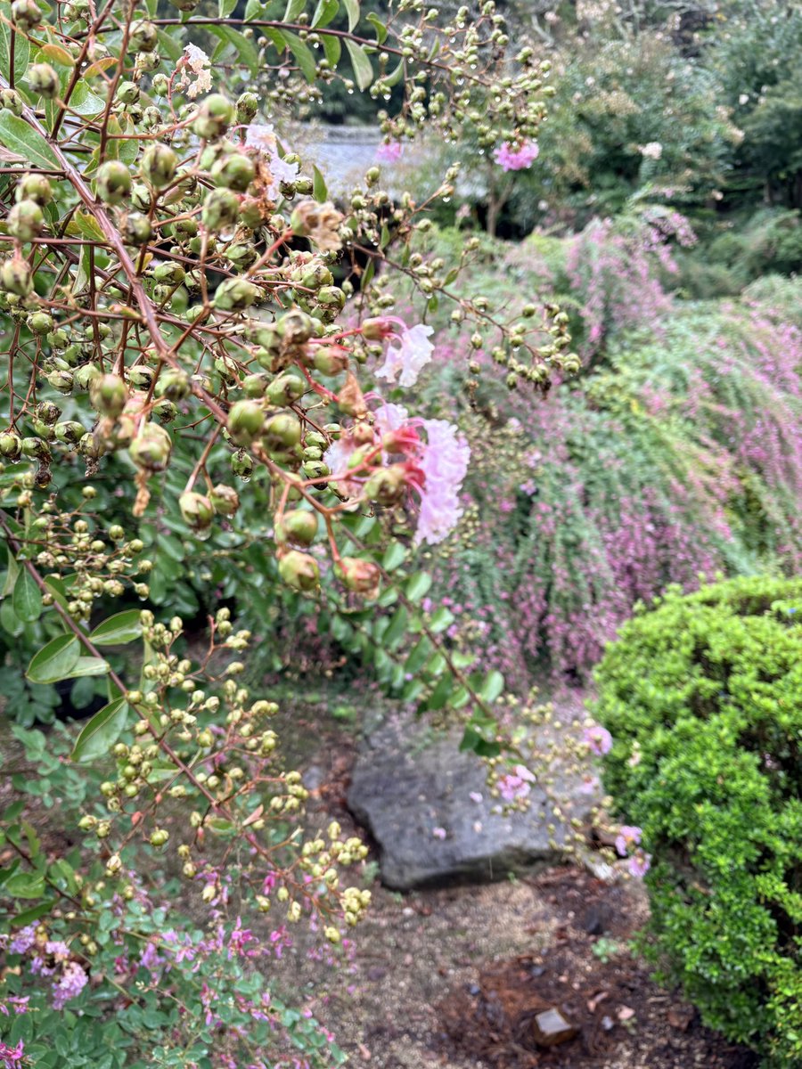 yumizco's tweet photo. 秋の花々も堪能しました。 https://t.co/SR2PN4FZDq