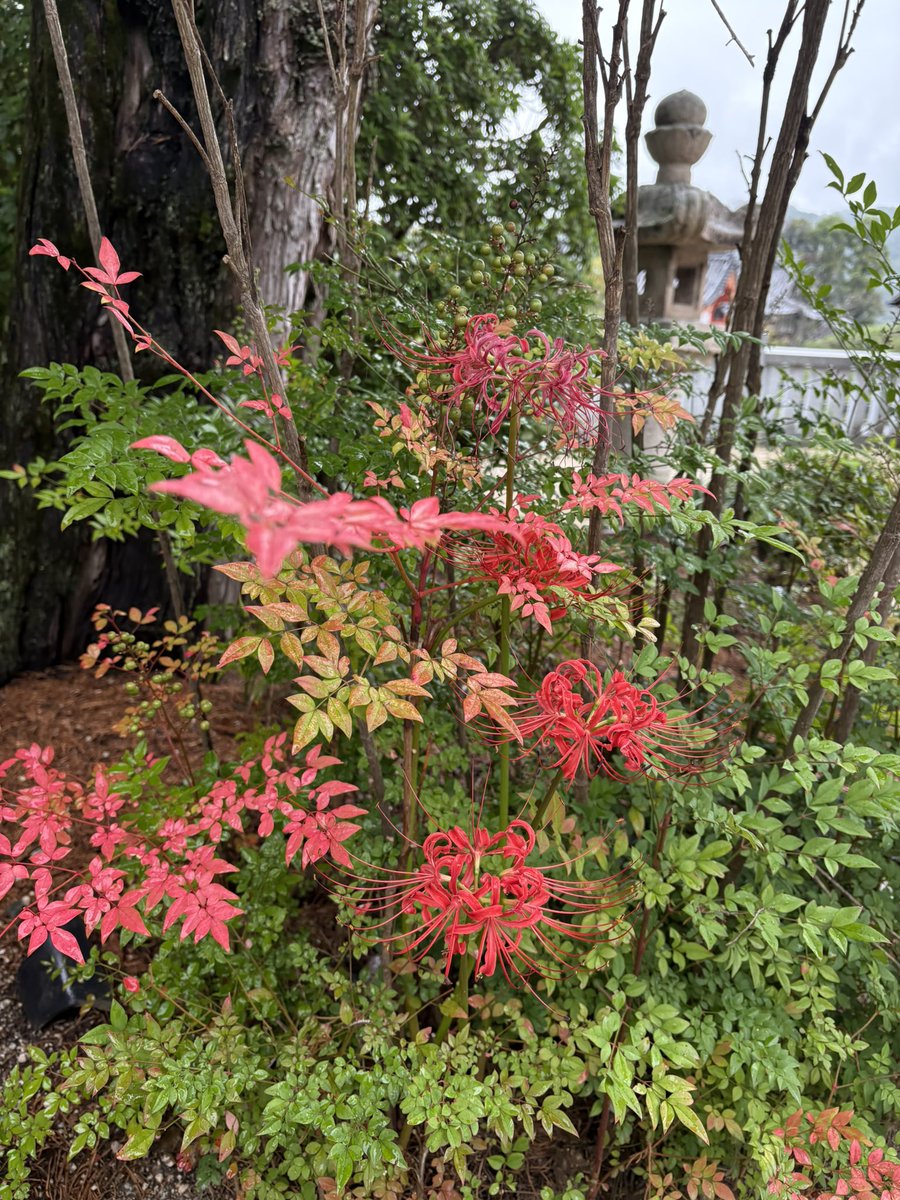 yumizco's tweet photo. 秋の花々も堪能しました。 https://t.co/SR2PN4FZDq