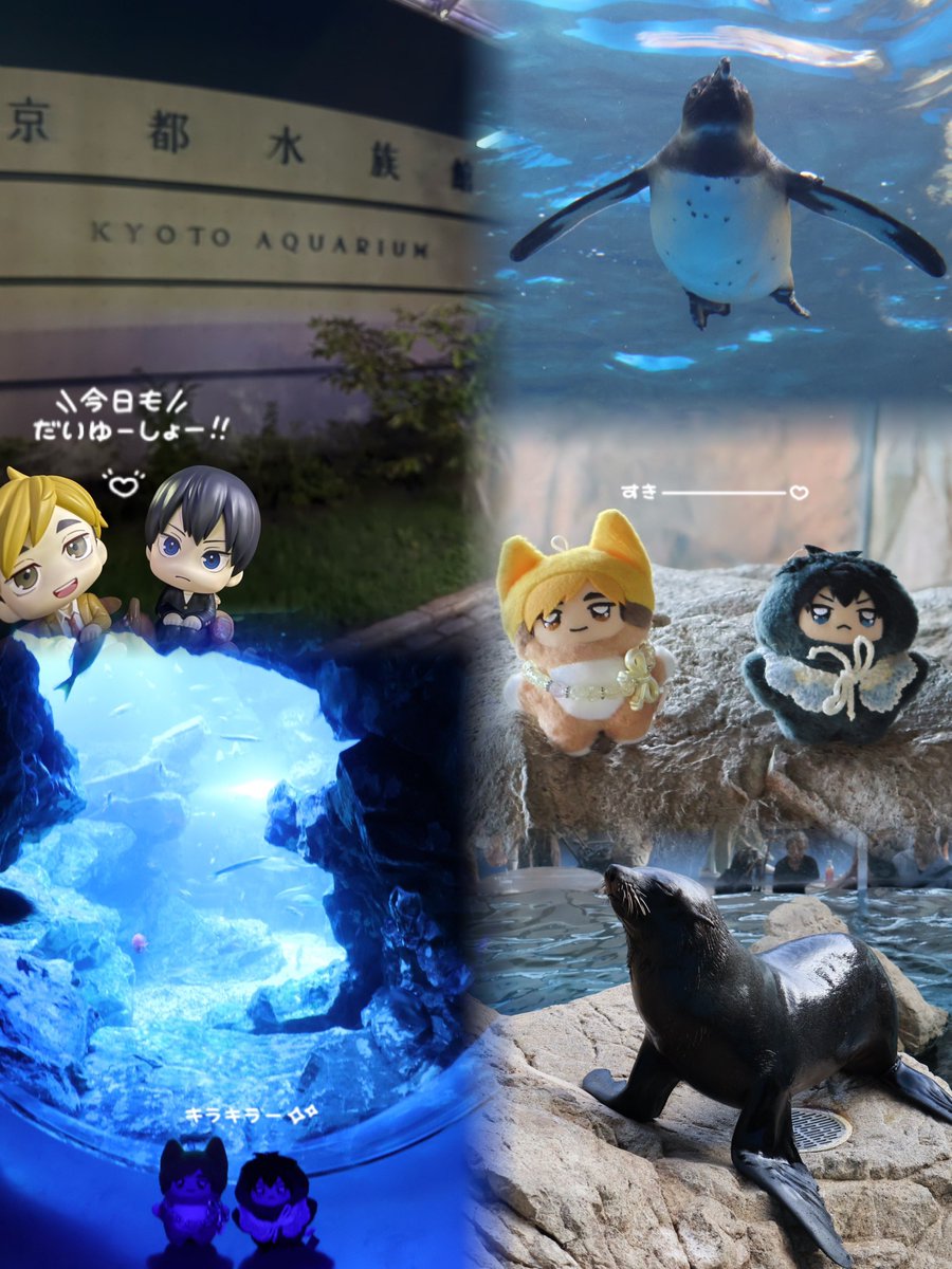 1222_9t's tweet photo. ²⁰²⁶ ⁰⁹¹²
宮さんと水族館デート🦭⟡
飛雄全部ムスッてしてるけど宮さん笑顔でひたすら話しかけてくれてるみたいでかわいいㅠ  ̫ㅠ💞 https://t.co/AEInG80gtz