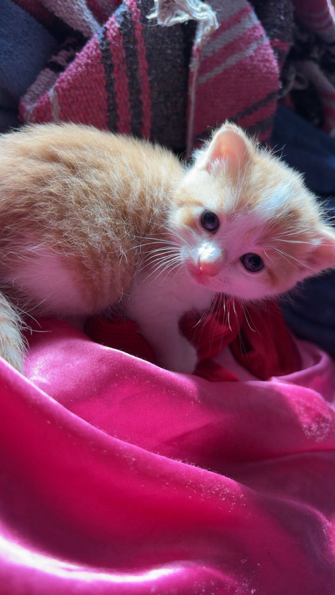 lolaminnieXX's tweet photo. Meow :today’s kitty photography📸 https://t.co/K9rW33XgkN