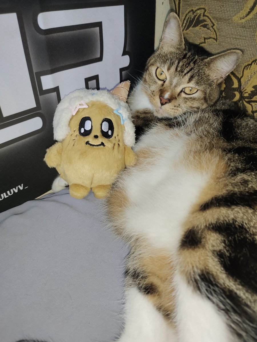 kimkimja00's tweet photo. dua buntelan bulu ini dipakein baju kembar lucu kali ya🤔 https://t.co/m0OVac1TPX