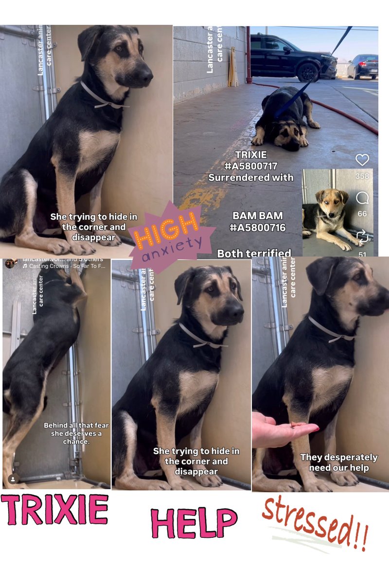 SarahjaneGille1's tweet photo. ⬇️🙏😞💦 9/27 Post #2 #DOGSMENTALSTRESS #DOGSANXIETYATSHELTERS #DOGSDHUTTINGDOWN = cruelty ! I cried seeing the video for TRIXIE - sadness 💦THANK you to Jackie Quillen on instagram for both videos💕
🙏 AGAIN CAUGHT MY EYE 👁️ Why SADNESS 😞 HELP NOW ~ ‼️WATCH VIDEO ~ BEAUTIFUL ~ 3 Slides ~ FOSTER get her OUT Bam Bam came in with Trixie
https://t.co/atBATFC0qF
Meet TRIXIE 🆔 #A5800717 Female 2yrs old #GermanShepherd She is available @AnimaLancaster #california Entered 9/13
#REPOST 🟰 #SAVING
All dogs need to be seen noticed viewed liked attention promoted #SHARE Hopefully gets a NEW 📸!
Contact:
5210 West Avenue I
Lancaster, CA 93536
(661) 940-4191
acclancaster@animalcare.lacounty.gov
@mapleveewesem @SabaMekaZeus @LilaFlw @Iza_2021 @Timber_MT @RLA_1976 @itsadogslifersq @SueGillmeister @MarjonQ17isBACK @Rachian14148371