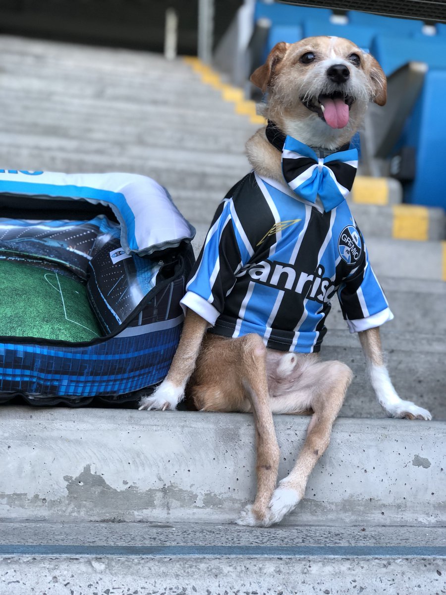 o_toquinho's tweet photo. O nosso Toquinho partiu ✨🧡🐾⭐

Foram 14 anos de amor e histórias. Nosso pequeno gremista conheceu jogadores e torcedores, participou de eventos e passeou de carrinho pela Arena.

Obrigado por todo o carinho que deram a ele. Para sempre, Toquinho. 💙🖤🤍 https://t.co/dUH3TcLClY