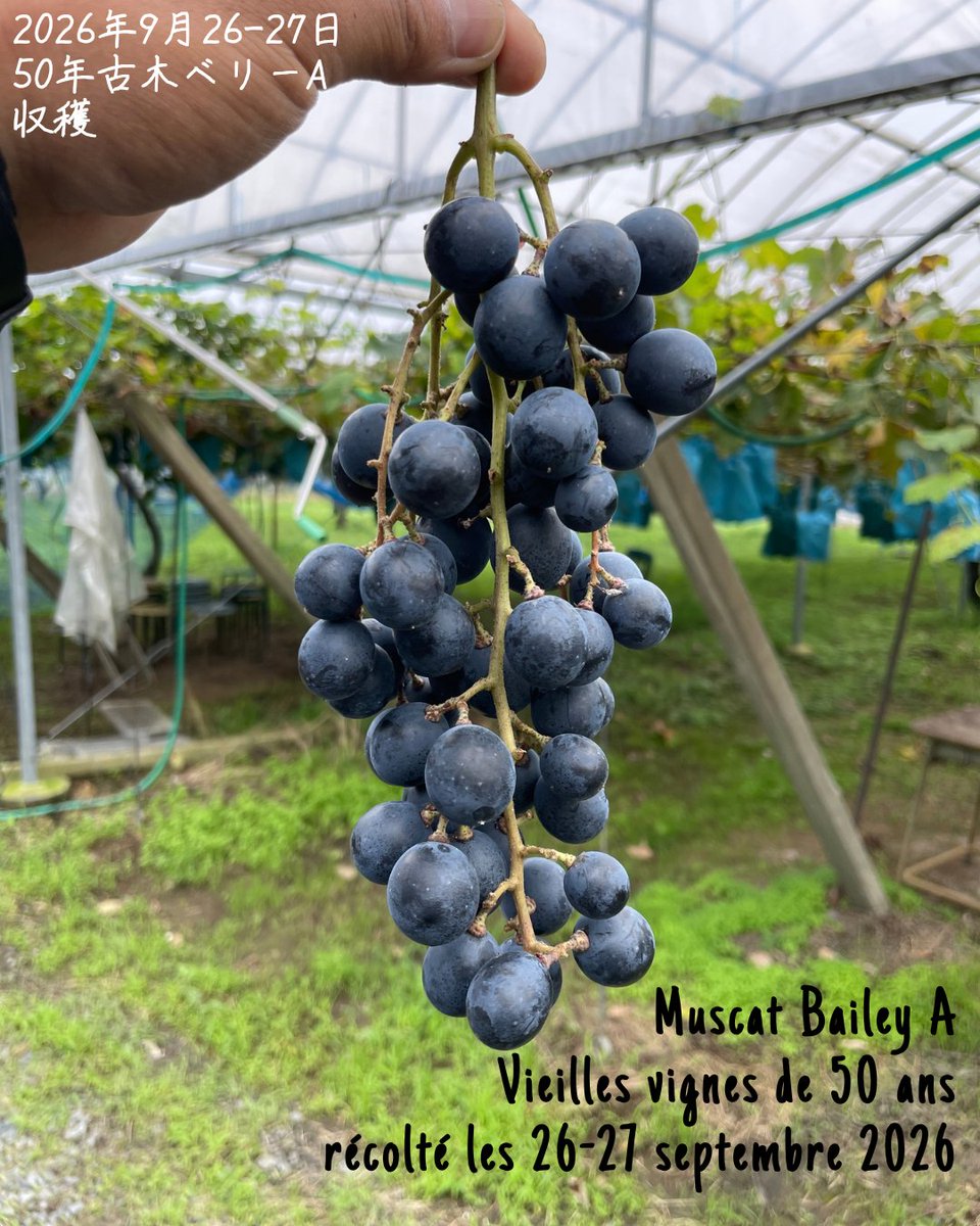 Genki_Wine's tweet photo. ボランティアの皆様のおかげで50年古木ベリーAの収穫が完了しました。

花ぶるいとミルランダージュを意図的に起こさせ小粒バラ房に仕立てています。

他のぶどうが長雨で裂果や晩腐病に見舞われる中、この古木ベリーAは裂果はほぼ無し、病果は極少。質・量ともに満足のいく収穫となりました。 https://t.co/ANXCgna3gg