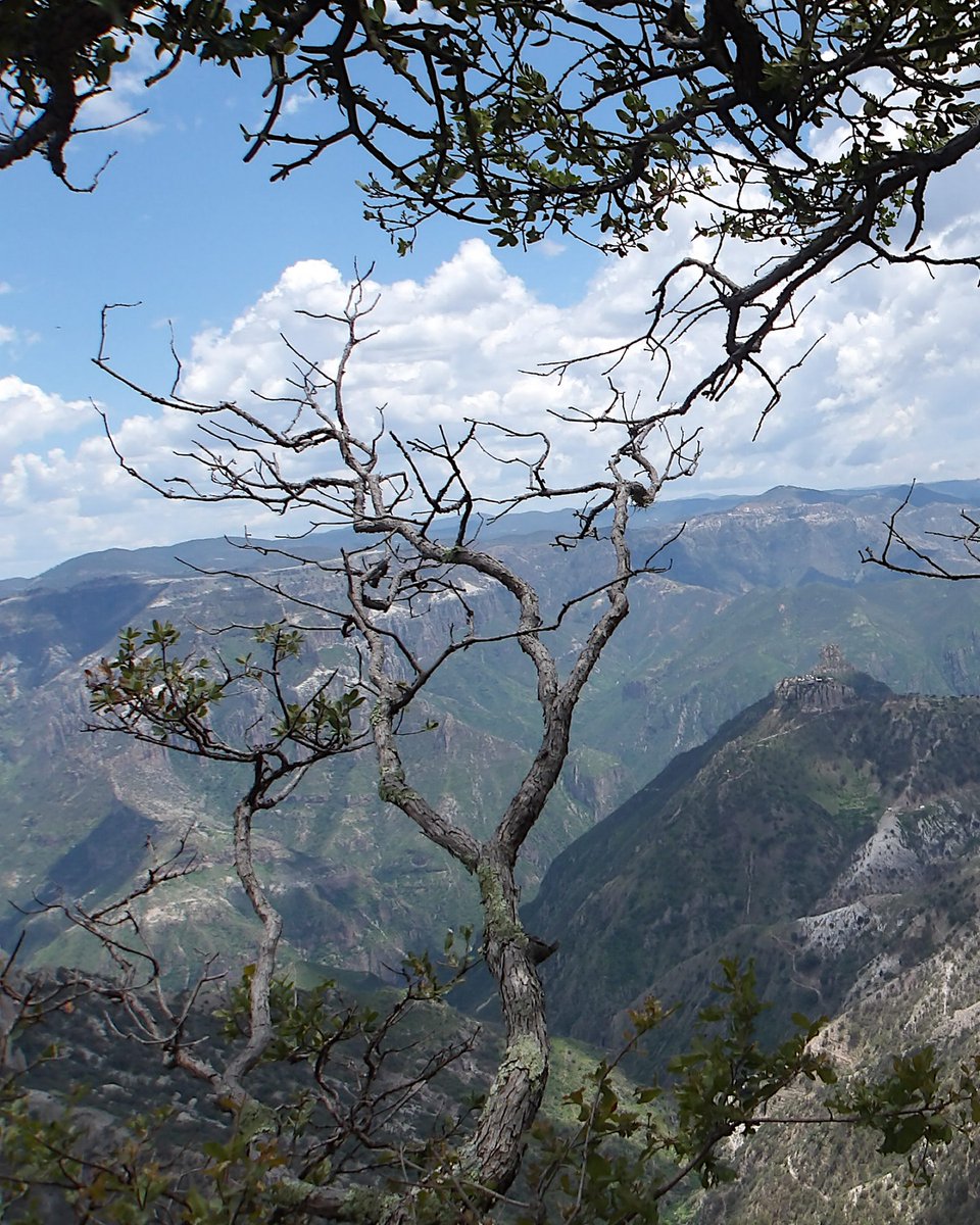 KODAKPIXPRO's tweet photo. Exploring the wild beauty of Sierra Tarahumara ⛰️🌿
.
.
.
.
📸 Photos: IG @karlamoga.f
✨ Shot with KODAK PIXPRO WPZ2
#KODAKPIXPRO #Photography #DigitalCamera #PointAndShoot https://t.co/uDFHiLdXt1