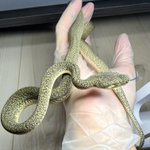 Photo by TN Pythons (@tnpythons)