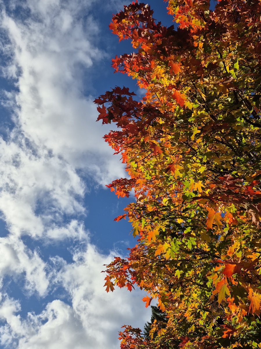 Milperi's tweet photo. 🍁☀️ https://t.co/jOMw4KYIGr
