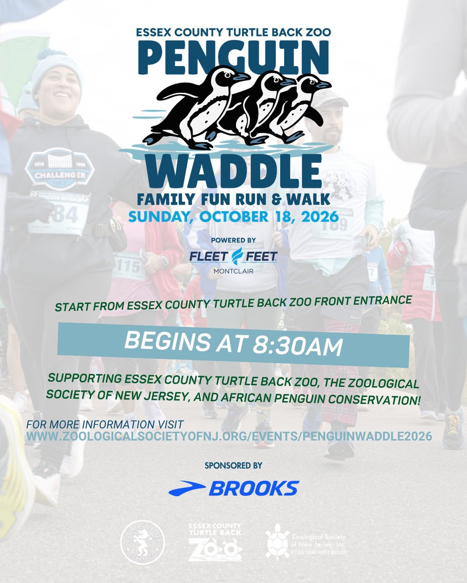 TurtleBackZoo's tweet photo. 🐧 Swipe through to see some of the fun from last year's Penguin Waddle!

Sunday, October 18
👉 Register today: https://t.co/KVu3uNuUQK

⚠️ We’re expecting this year’s event to SELL OUT, so don’t wait to register!

Powered by Fleet Feet Montclair
Sponsored by Brooks Running https://t.co/EtaXnn6RsO