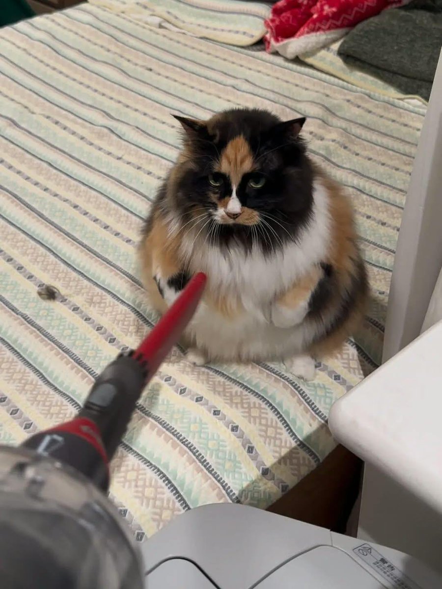 dellunera's tweet photo. KUCING TSUNDERE 😭🫶🏻 https://t.co/X5i0o5h7BC