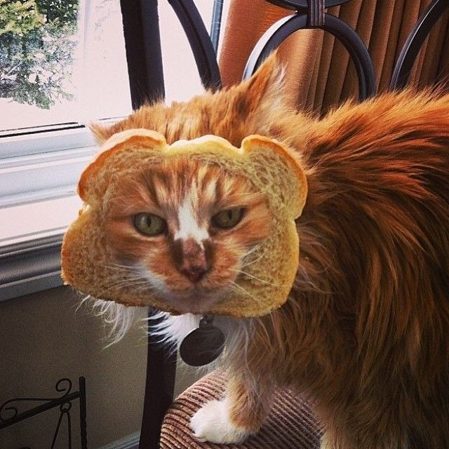 INBREDCATONSOL's tweet photo. https://t.co/tnF0ouxH6m