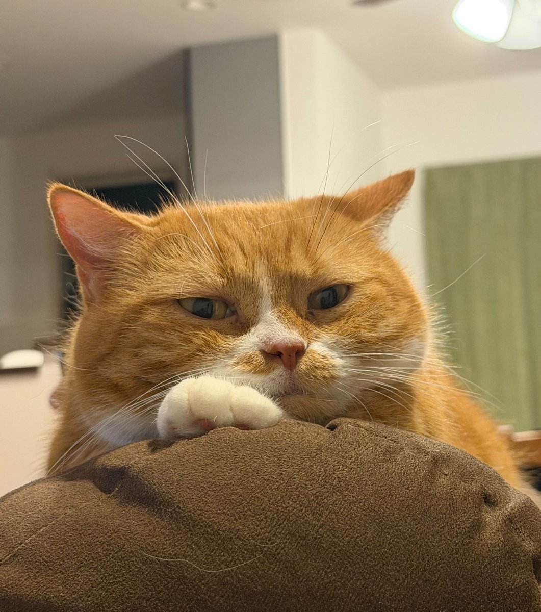 neko_mks's tweet photo. 皆さま、今日も1日お疲れ様でした🐈

関東はここ最近の長雨や台風でたくさん雨が降ったのに、こんどは台風２６号が近づいてきているんですね☔️

どうかもう大きな災害にはなりませんように💦
ねこ事務局長も、心配しています。

＃企業公式がお疲れ様を言い合う
＃企業公式相互フォロー
＃猫 https://t.co/U08uUFpqey