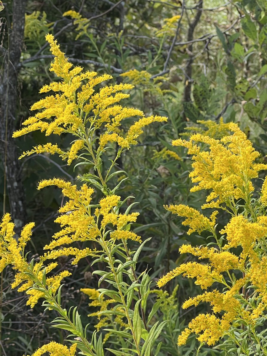 DonnieDeotterck's tweet photo. Time of year for goldenrod to show out #SundayYellow https://t.co/gBHnShjYum