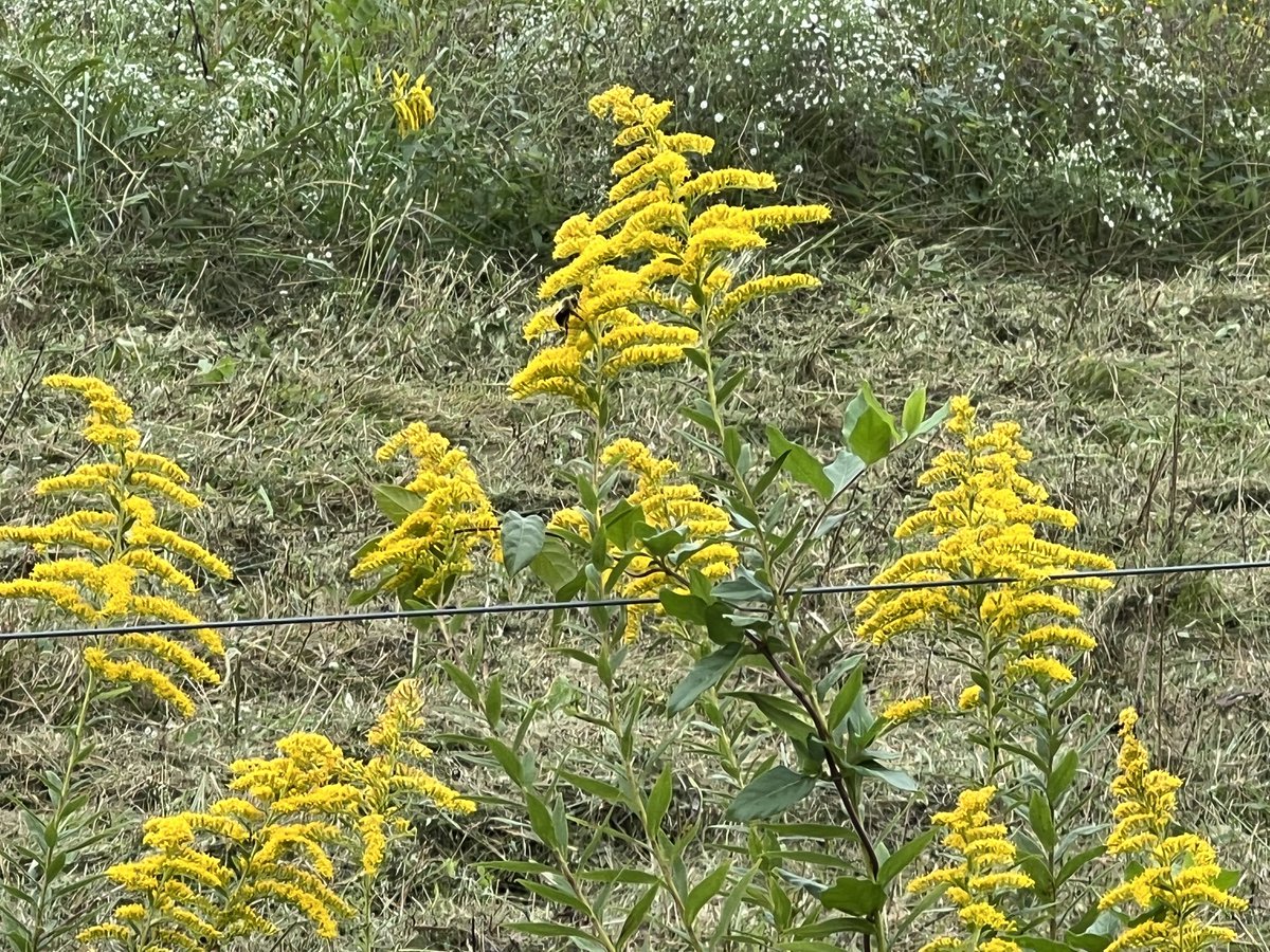 DonnieDeotterck's tweet photo. Time of year for goldenrod to show out #SundayYellow https://t.co/gBHnShjYum