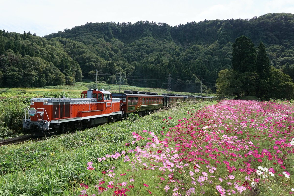 7rivBh560538's tweet photo. #DLばんえつ物語
#DE10

今日はDLばんえつ物語の撮影に出掛けました。
往路は薄陽が差しましたが、復路はかなり暗かったです。
そんな中でコスモスと絡めて撮れたのは良かったです！
次回は青空が見える天気に期待したいところです。

撮影日︰2026年9月27日 https://t.co/SuO5lm65CK