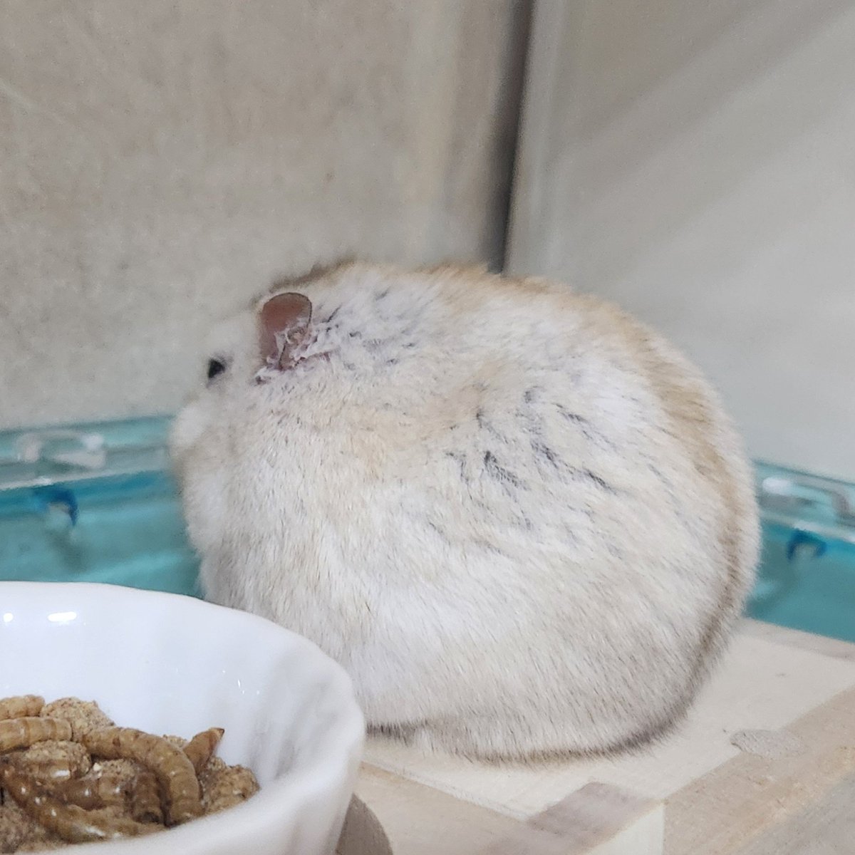 my_hmgmouse's tweet photo. #今日のこぱん https://t.co/vw8wdU92hD