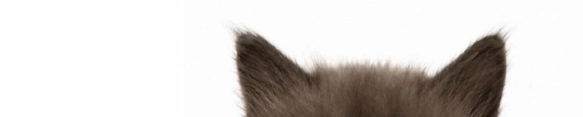 nyaa__0129's tweet photo. にゃん https://t.co/8jXwDdg9Wi