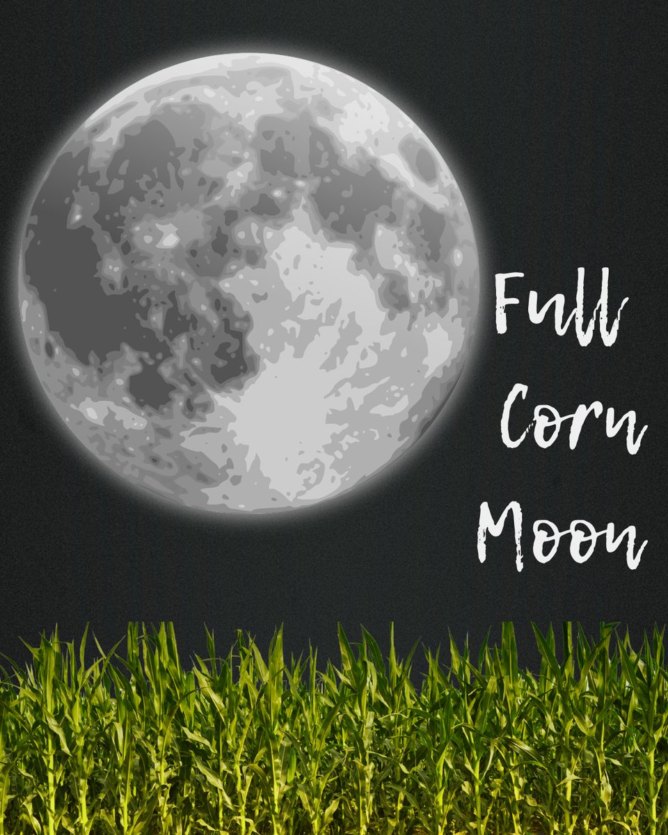 PhasesAndSpaces's tweet photo. Tonight’s moon is glowing with meaning; it's the Full Corn Moon! 🌕

Named by Native American tribes, it marks the time to harvest ripe corn and reflect on nature’s cycles.

Step outside and soak in the light. 🌽✨

#FullCornMoon #MoonMagic #HarvestSeason https://t.co/CRnzCniNHa