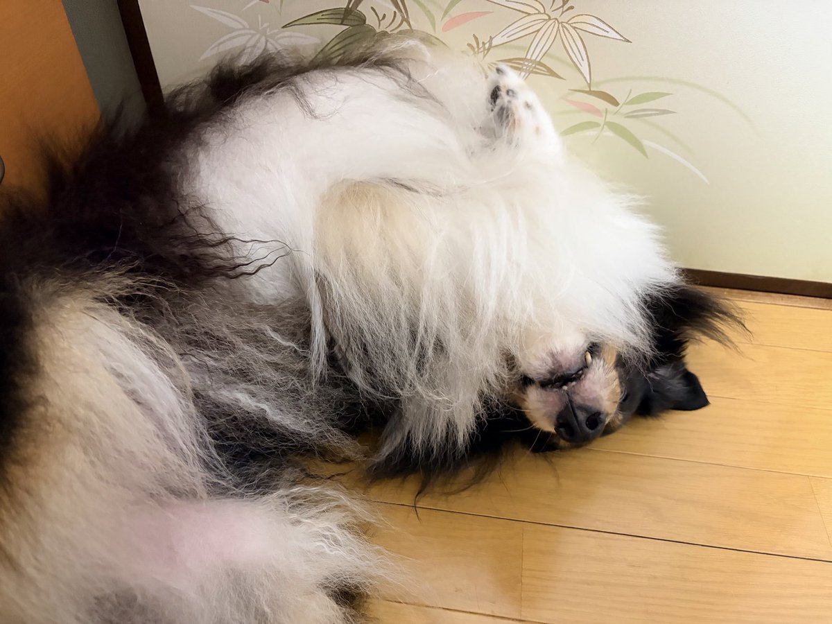 crimsonship's tweet photo. 渾身の力を振り絞って
いいね返してもう寝る
おやすみー💤 https://t.co/r2tp5VuRBc