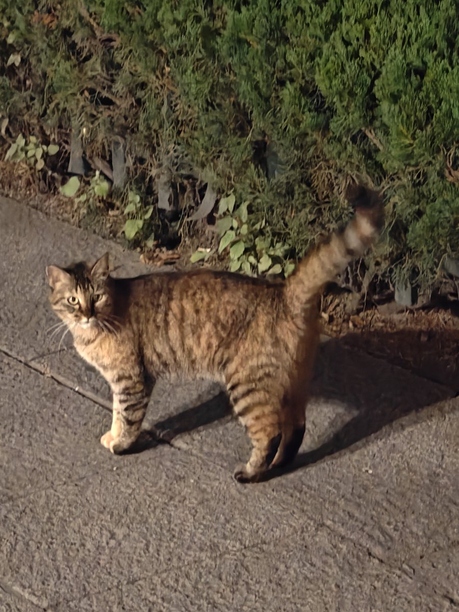 WorstCat's tweet photo. 偶遇一只咪咪，没带吃的不让摸走了 https://t.co/c8ni3LoT3x