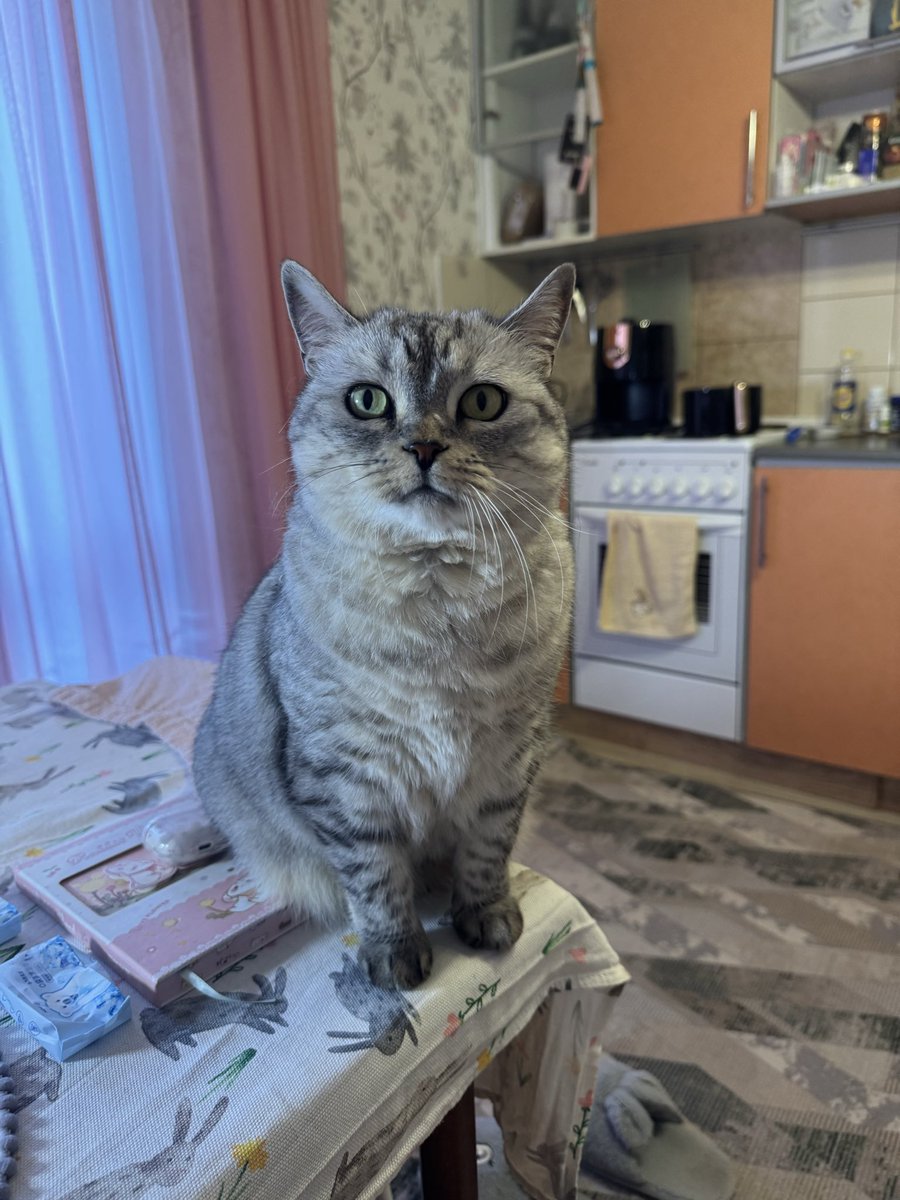 yui_yu06's tweet photo. Проспали весь день с ней сегодня 
Вот встали буквально 2 часа назад
Я пропылесосила, помыла пол, а она просто села и сидела красивая на столе, наблюдая за мной 
А теперь кричит на меня, чтобы я ее гладила https://t.co/UmSwkGLZqS