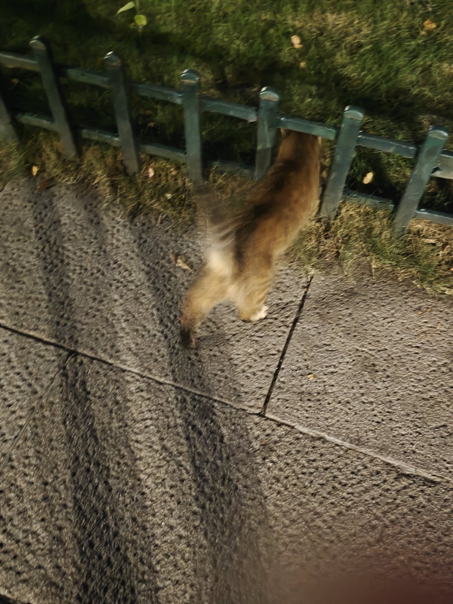 WorstCat's tweet photo. 偶遇一只咪咪，没带吃的不让摸走了 https://t.co/c8ni3LoT3x