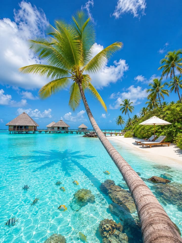 TravelBucketX's tweet photo. Stunning beauty of Maldives 🇲🇻 https://t.co/grXG40Ik5T
