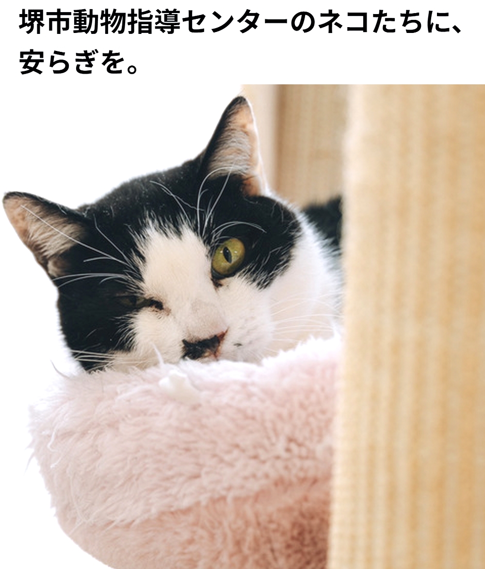 shu_ota2's tweet photo. 🆘#拡散希望🆘
【堺市動物指導センターのネコたちに、安らぎを。】のクラファンへの御協力お願いします🙇‍♂️
↓
https://t.co/qUfeX8nW0V

残り6日で、達成率39%(残り132,980円)と、非常に厳しい状況です！

何卒、ご支援宜しくお願い致します🙇‍♂️ https://t.co/Isf66zVg6e