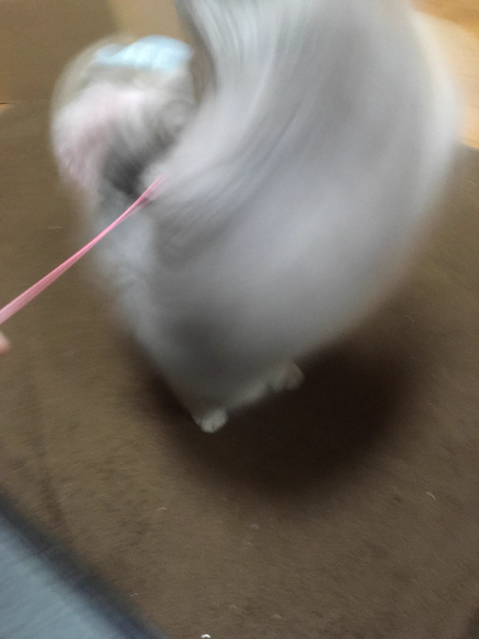 ゴン太 on X / X
