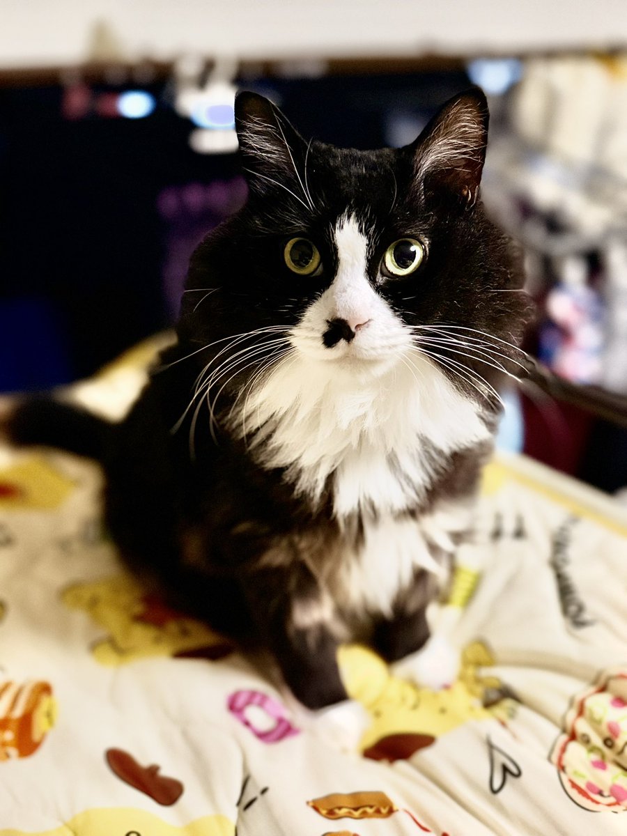 UsrRb's tweet photo. #ᵢₚₕₒₙₑ18 
スマホ📱が壊れて新しいくiPhone18を購入して愛猫を撮ったら嘘だろとぐらい綺麗に撮れた✨️感動✨️✨️(T ^ T) https://t.co/yhS16SuAo0