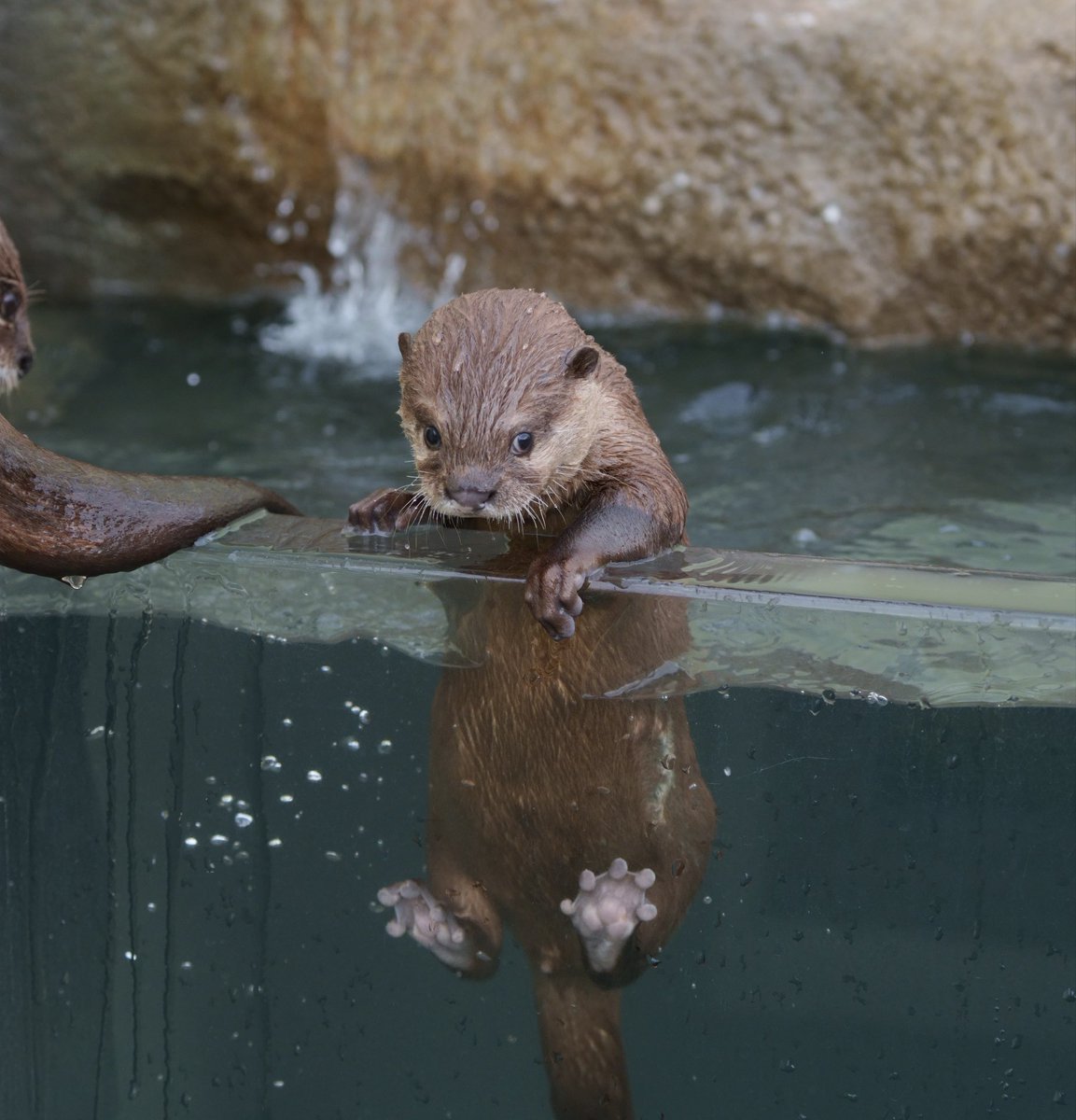 uso_otter's tweet photo. 頻繁に無断転載を見かけるこのしらたきの写真

まあ可愛いよね🐾

あんまり気にしてないんだけど、私がポストするより断然伸びてるのには、もやっとはしてる😶‍🌫️ https://t.co/reWuhOdlum