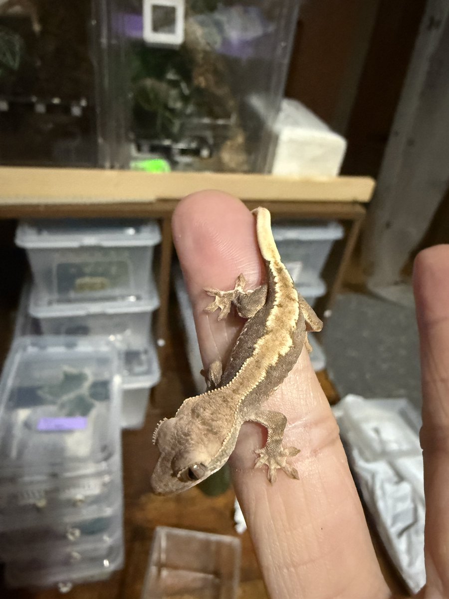 hachu_tun's tweet photo. ダルリリべビーず
①だいぶスポットが見やすくなってきた気する
②は同ハッチリリー
③は1ヶ月早いけどこの子小さめ。スポットあり https://t.co/xRN0OLW4Mk